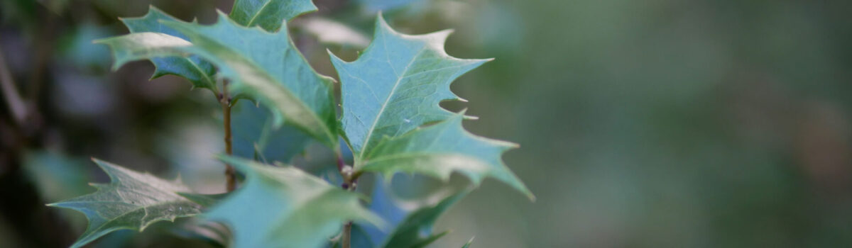 2月の法話　柊イワシ／新實信導