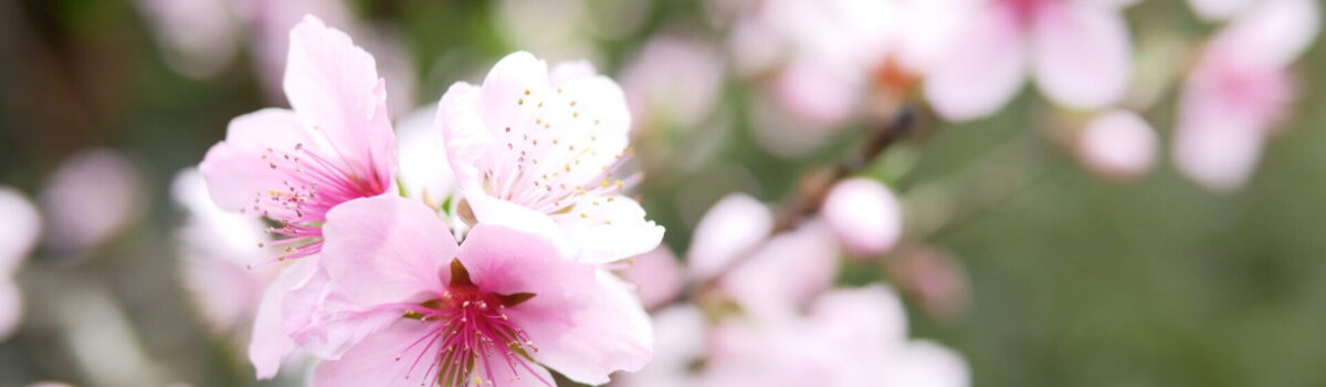 ３月の法話　上巳の節句／箕浦溪介