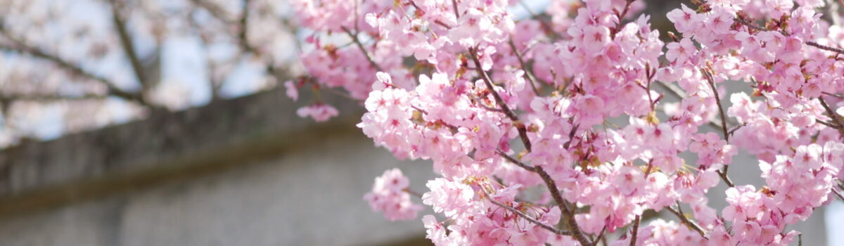 4月の法話　花を咲かす／渋谷拓矢